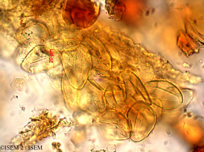 Geonoma baculifera - lame n° 10793